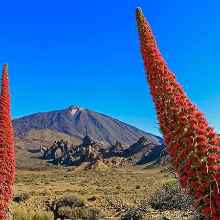 Agave 別荘 アデヘ